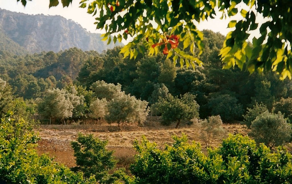 Mallorca_Gardens of Alfabia by Brunehault