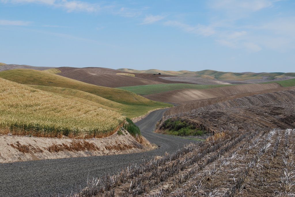 Hills of wheat by mhanson