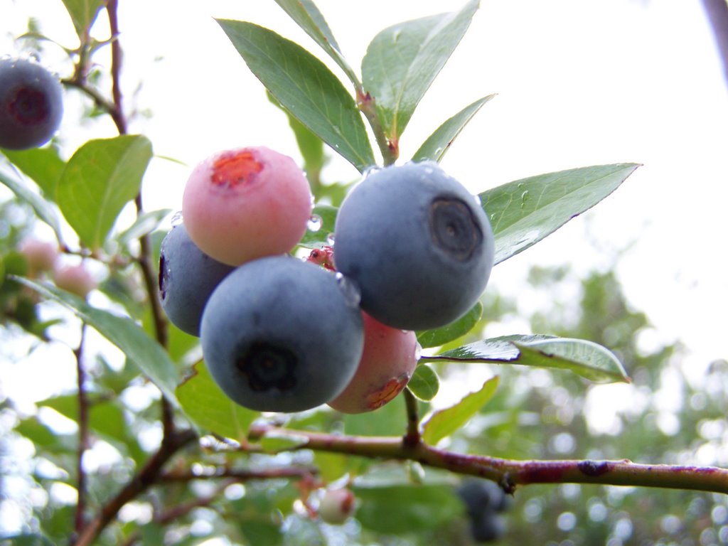 Blueberries in South Mississippi by zacharystewart