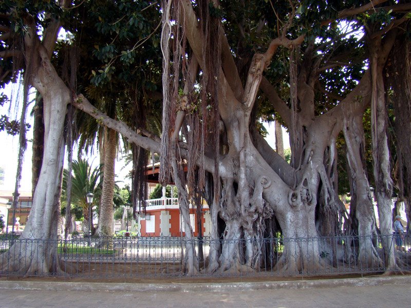 Rubbertree by Henning Gerken