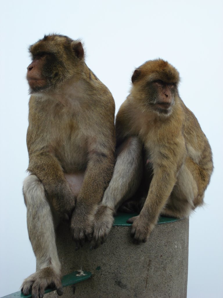 Macacos em Gibraltar by MarMes