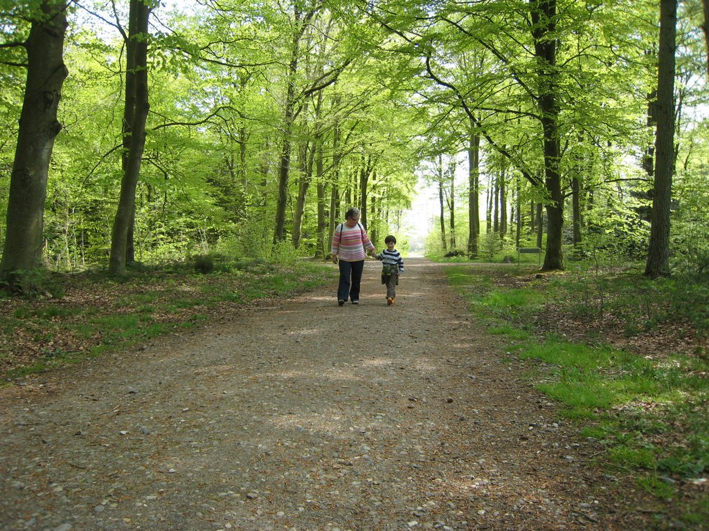 Forår i Åved Plantage by G.Ganderup