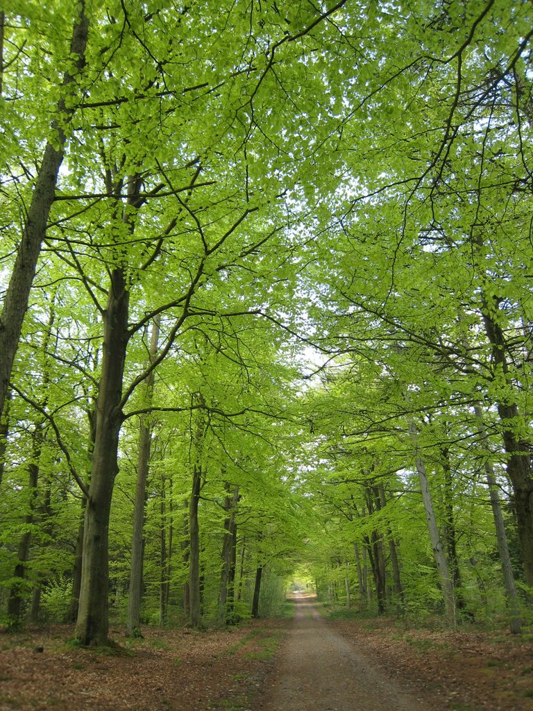 Forår i Åved Plantage by G.Ganderup