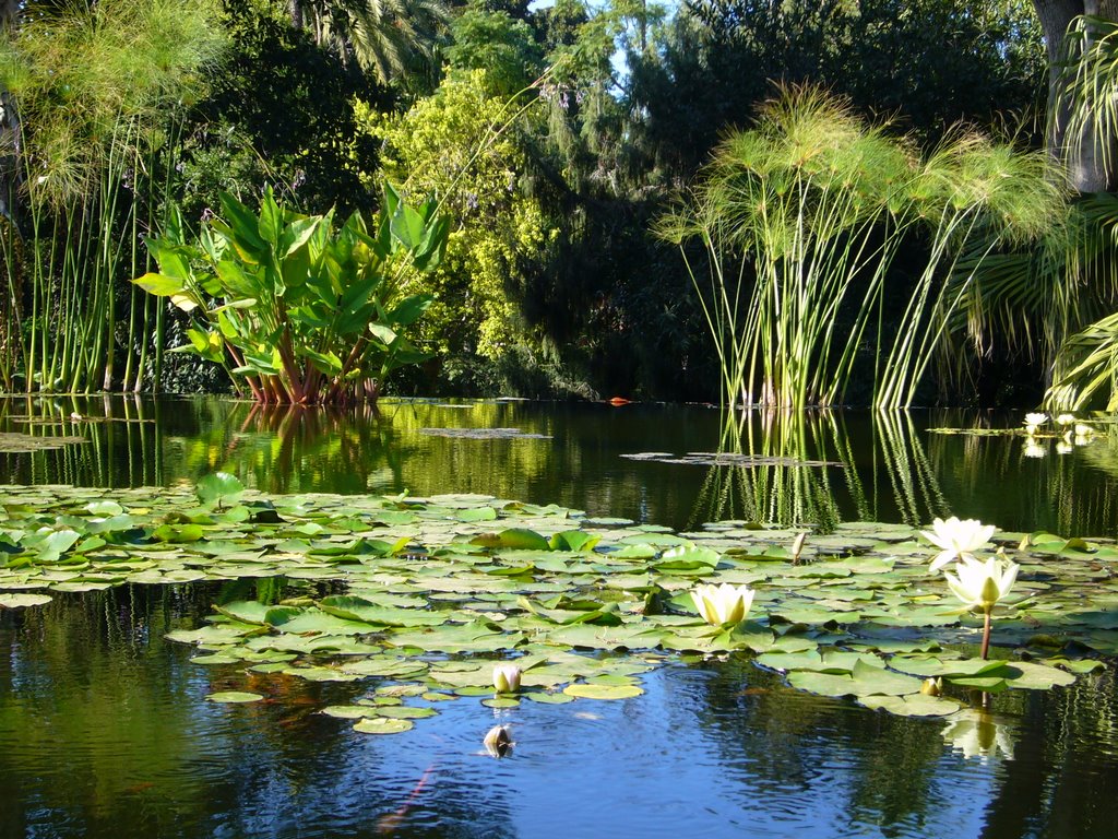 Jardines Botanicos. Puerto de la Cruz. Tenerife. by freewheeliing