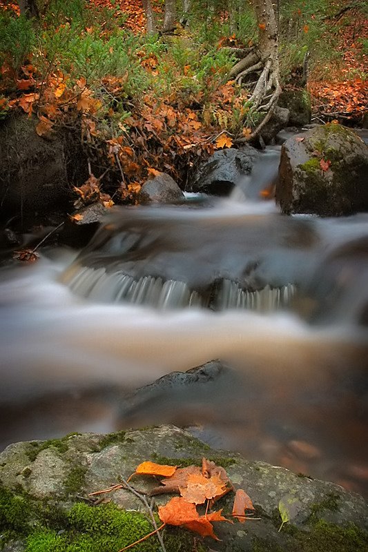 Where Leaves Come to Settle by Travis Favretto