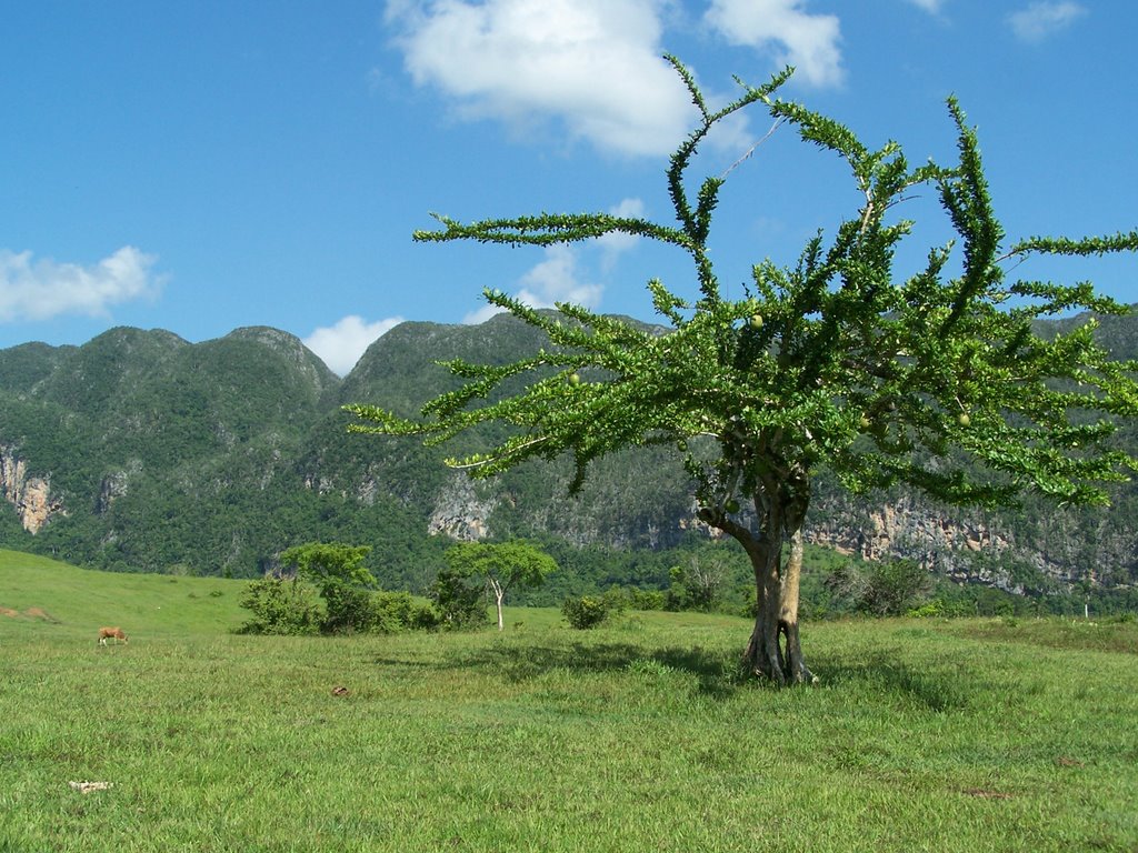 Vinales, Dos Hermanas by Marc Stronks