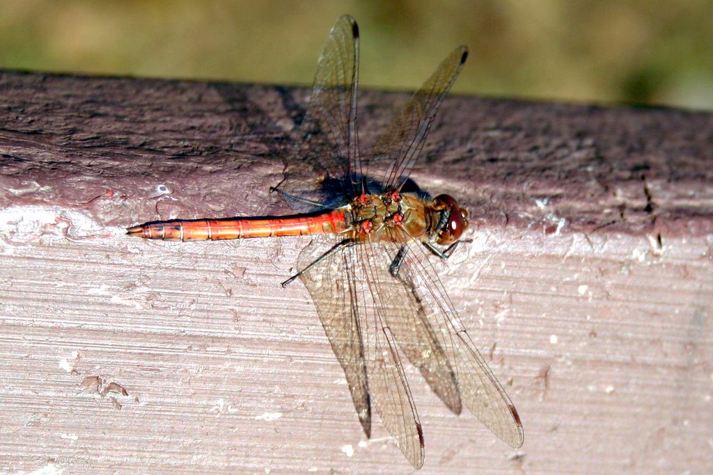 Hagen im Bremischen - Königsmoor - Dragonfly in Autumn by regina thier-grebe