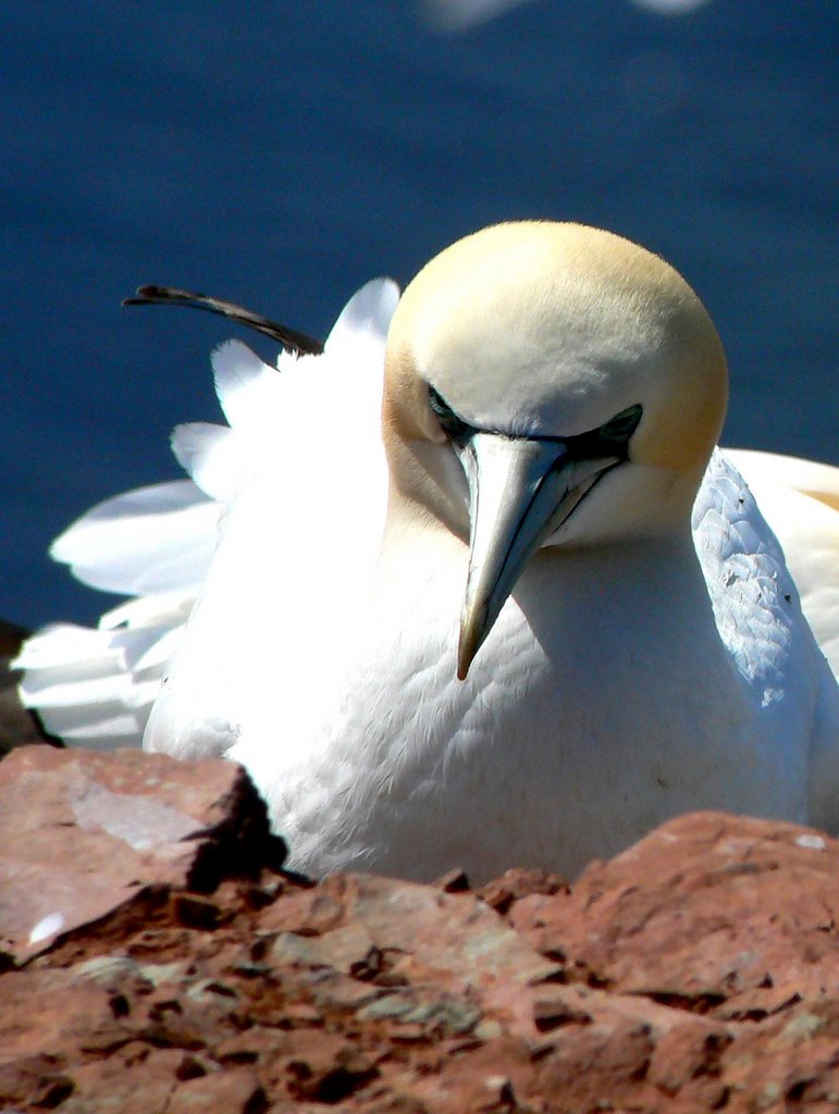 Baßtölpel auf Helgoland by Rudy Ke-duen