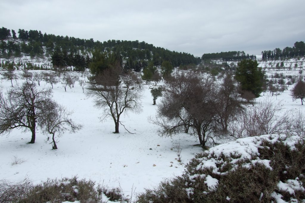 Biria forest in snow by mnashe