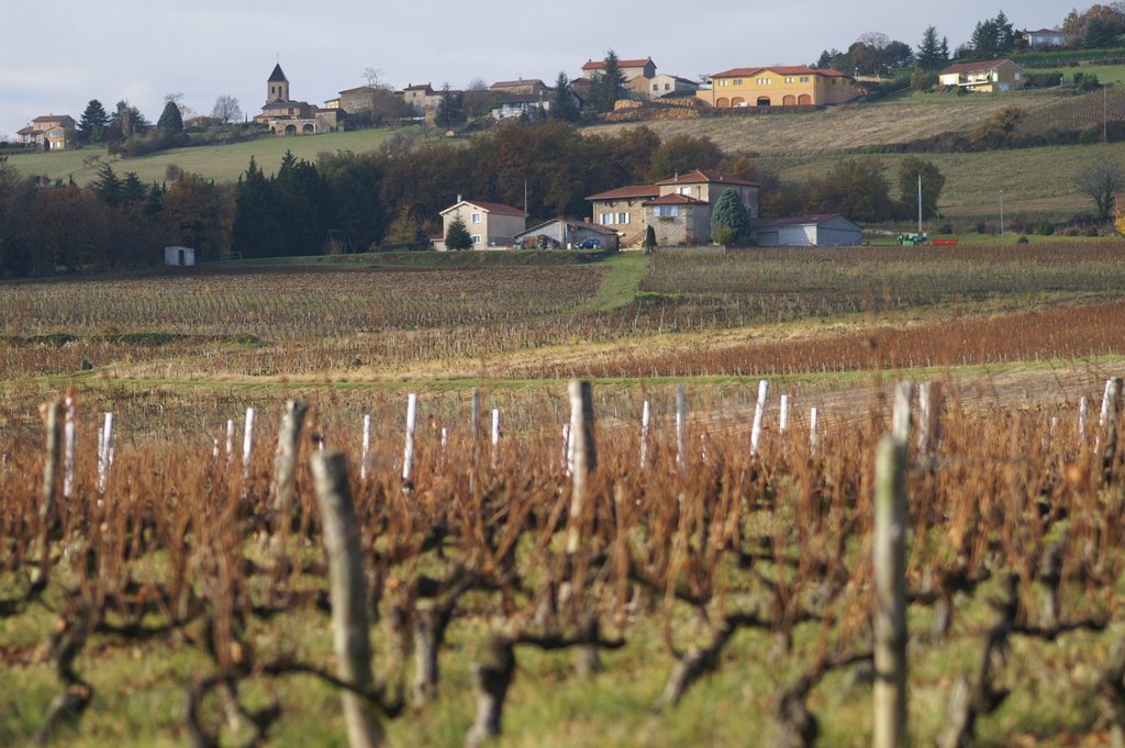 Beaujolais - St Jean des Vignes by Alain CORNU