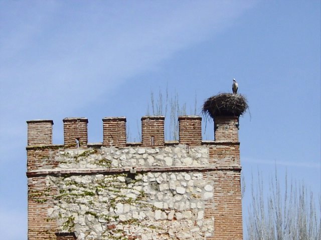 White Stork's nest near Puerta de Madrid - March 2002 by Puckoon