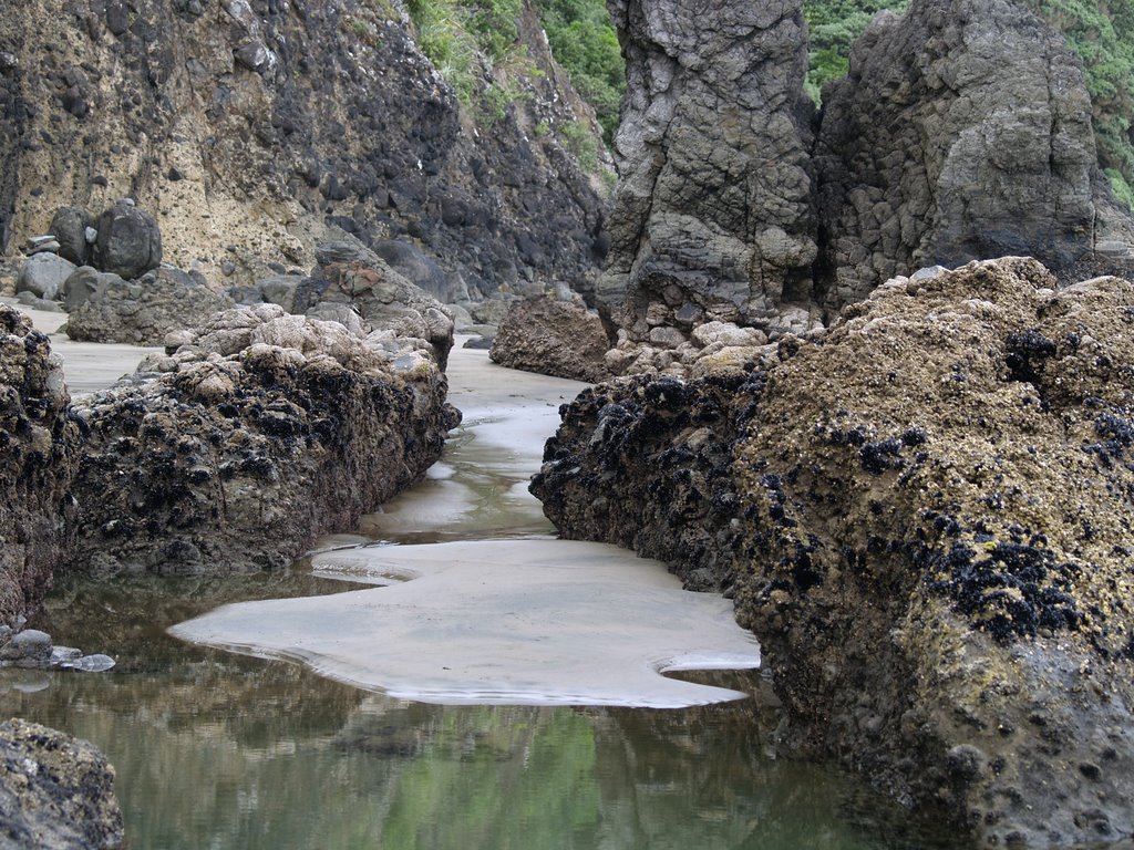 Piha Beach by tiny branje