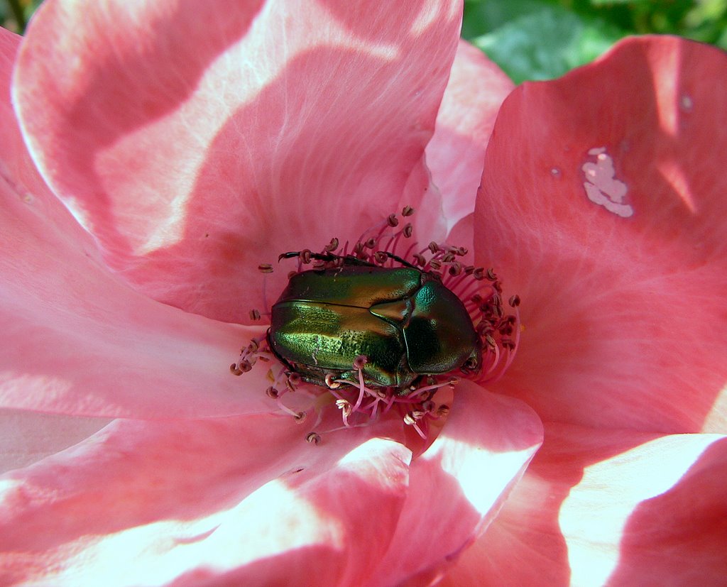 Rosa con escarabajo by Jose Luis hernandez …