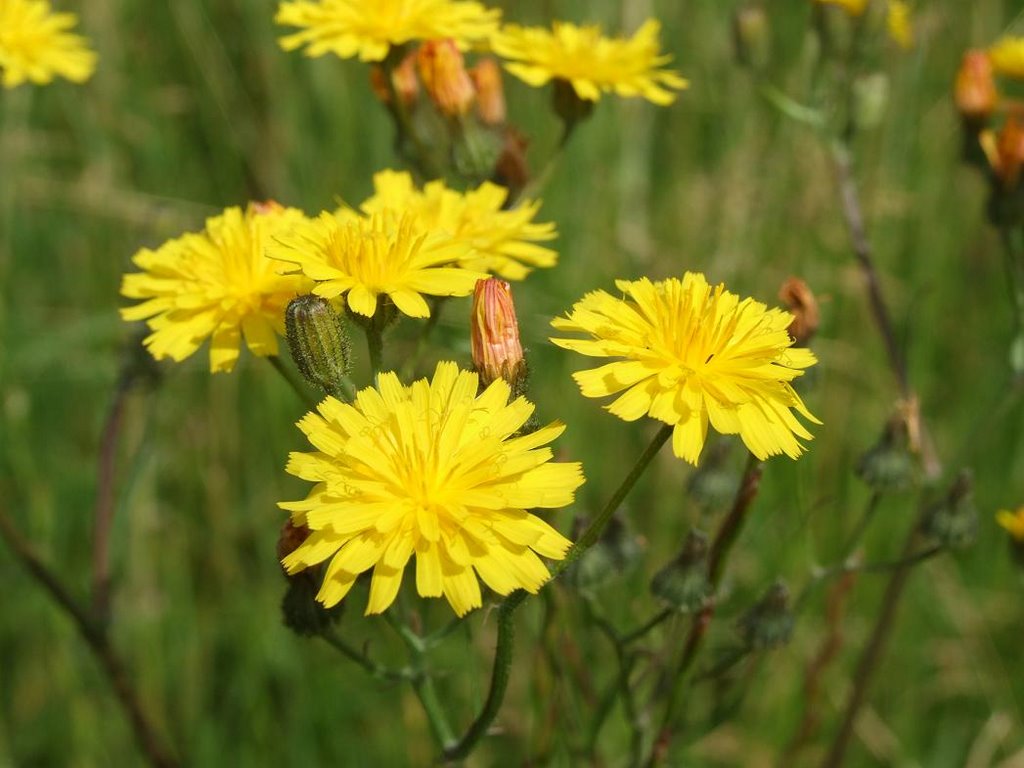 Havikskruid - Hawkweed by ©JPix