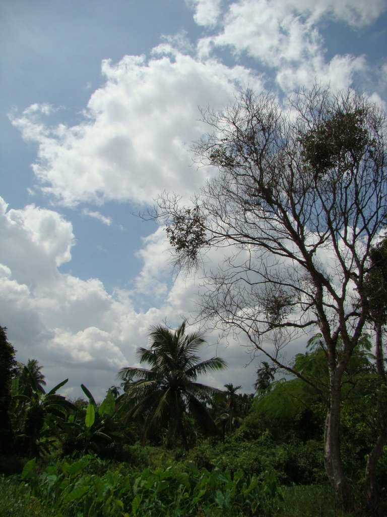 Miệt vườn bên sông Sàigòn by Nhựt Trịnh Minh