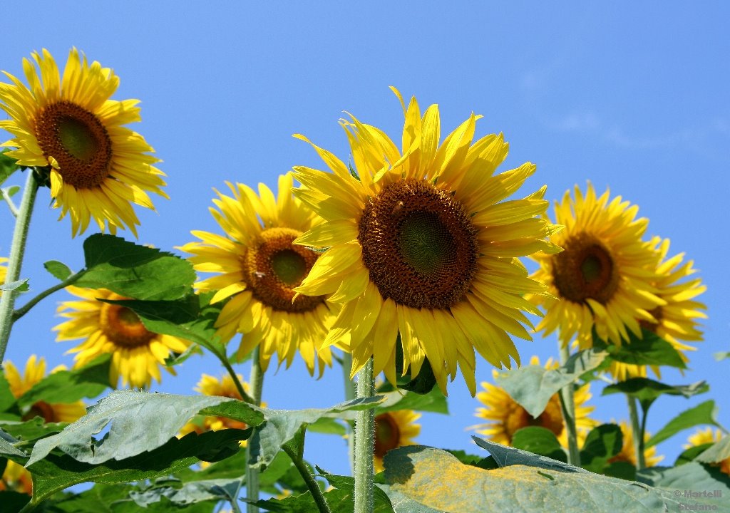 Campo di girasoli - Sunflowers field by Stefano Martelli