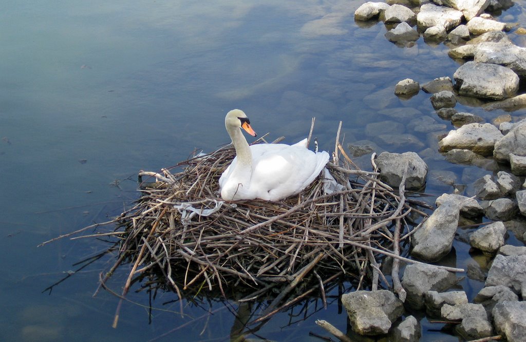 Swan & Cygnets Hidden Under Wings ( Lakefront Promenade Park-Spring/2008) by Nikbrovnik