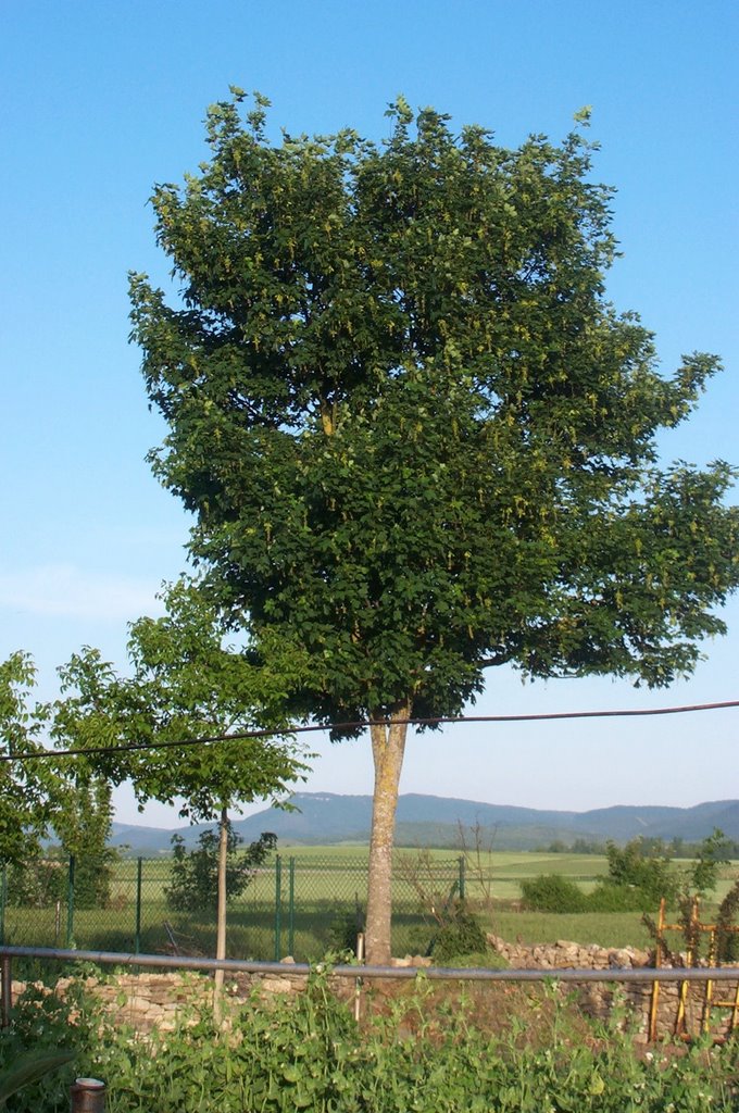 El arbol de la huerta by arcaya00