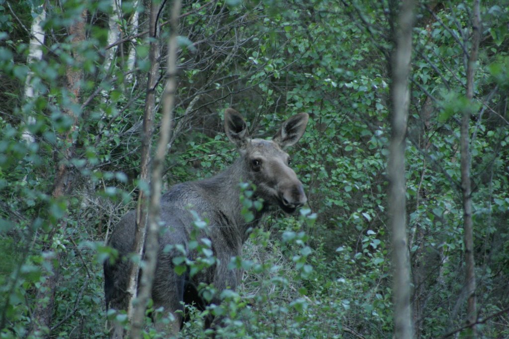 Elk (Alces Alces) - Lönsboda, Sweden by Mirko Civcic