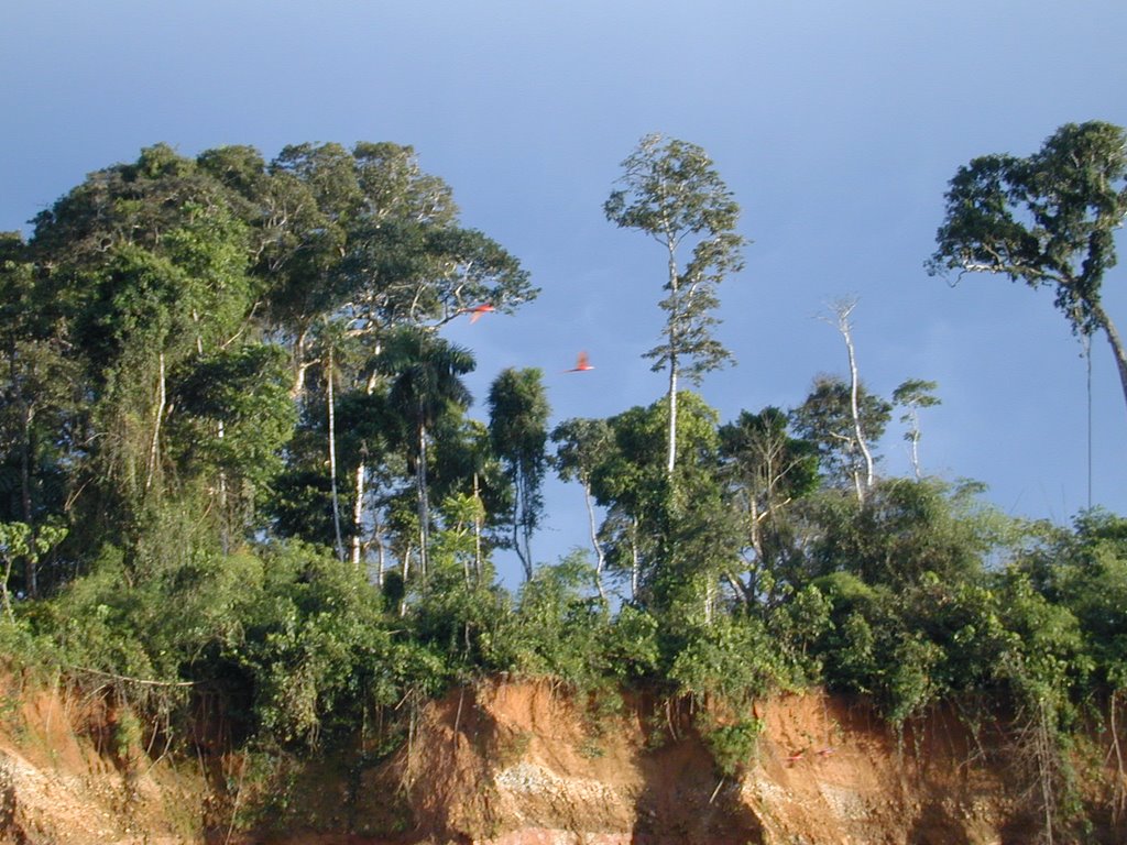 Parrots in Flight at Clay Lick on Tambopata River by Sawpitman-Mike Cusac…