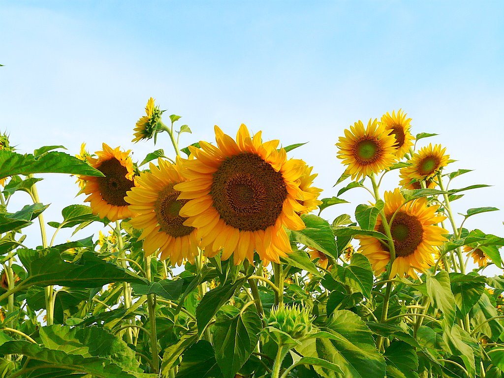 Portami il girasole ch'io lo trapianti nel mio terreno bruciato dal salino, e mostri tutto il giorno agli azzurri specchianti del cielo l'ansietà del suo volto giallino. Tendono alla chiarità le cose oscure, si esauriscono i corpi in un fluire di tinte: queste in musiche. Svanire é dunque la ventura delle venture. Portami tu la pianta che conduce dove sorgono bionde trasparenze e vapora la vita quale essenza; portami il girasole impazzito di luce - Eugenio Montale - by Chocolat13