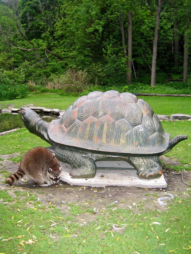 Raccoon Bowing Down to the Tortoise God by Nikbrovnik