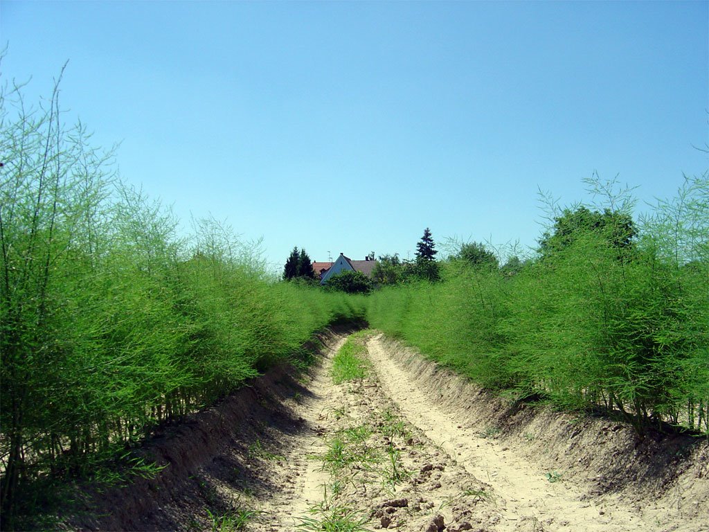 Asparagus field by http://www.meispix.com (Philippe Meisburger)