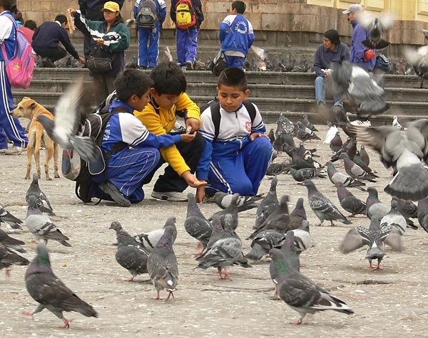 Children and pigeons near San Francisco Cathedral by Dmitry Demidov