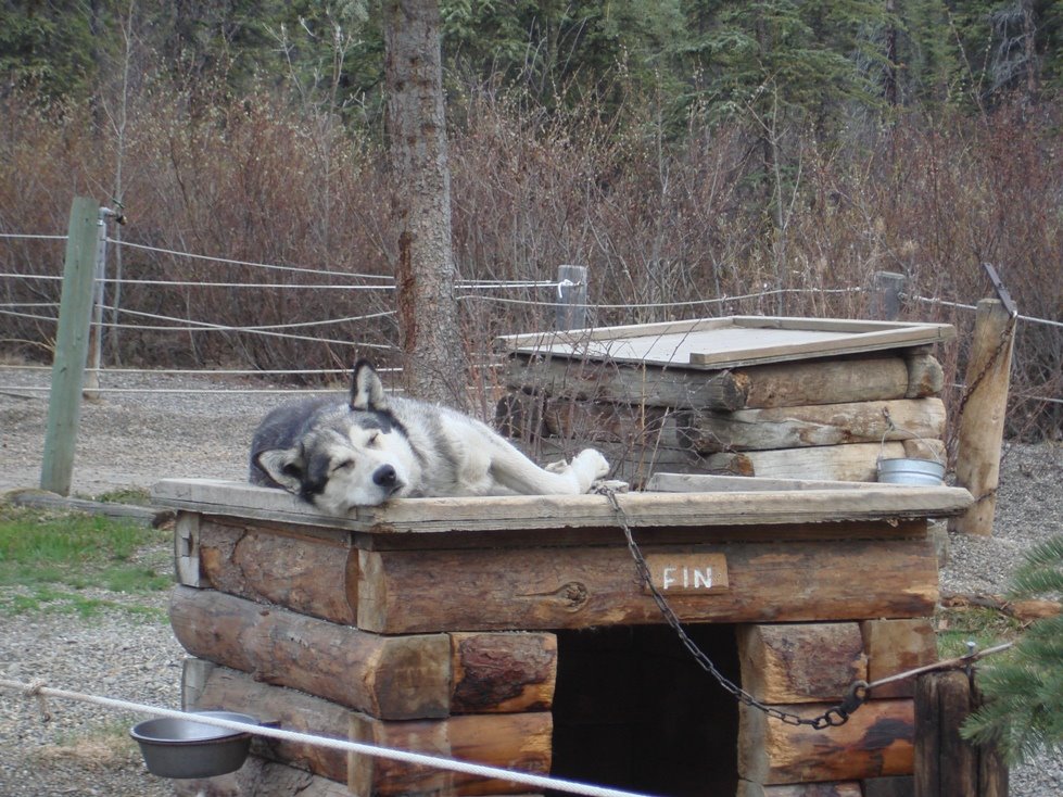 Husky Kennels Denali NP by averonica