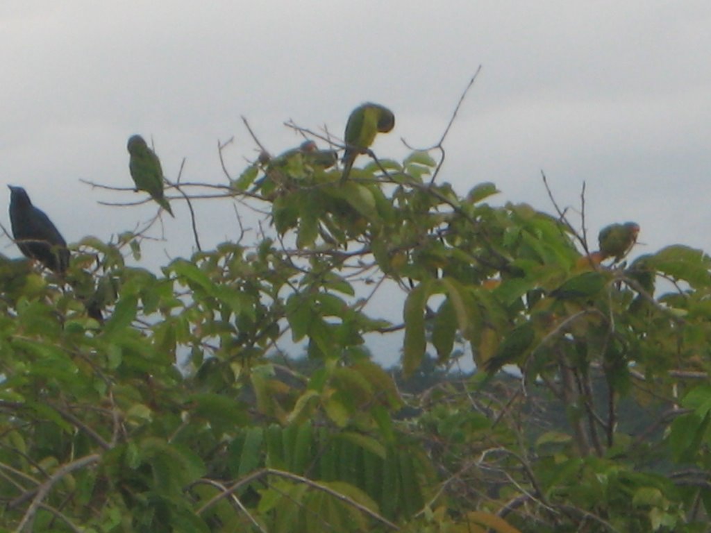 Pericos at sunset in PLaya Hermosa by Roger Garcia