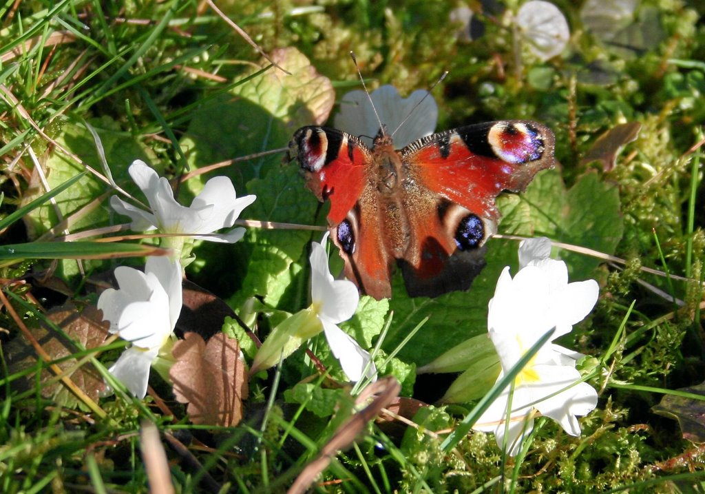 Schmetterling by Joerg Strub