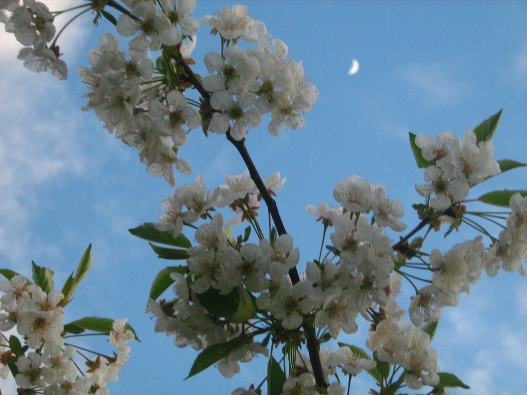 Sour cherry tree and the moon by gumhertdori