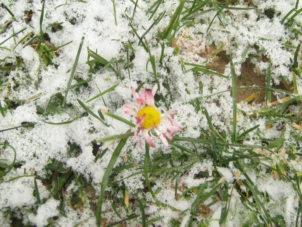 Daisy in snow by gumhertdori