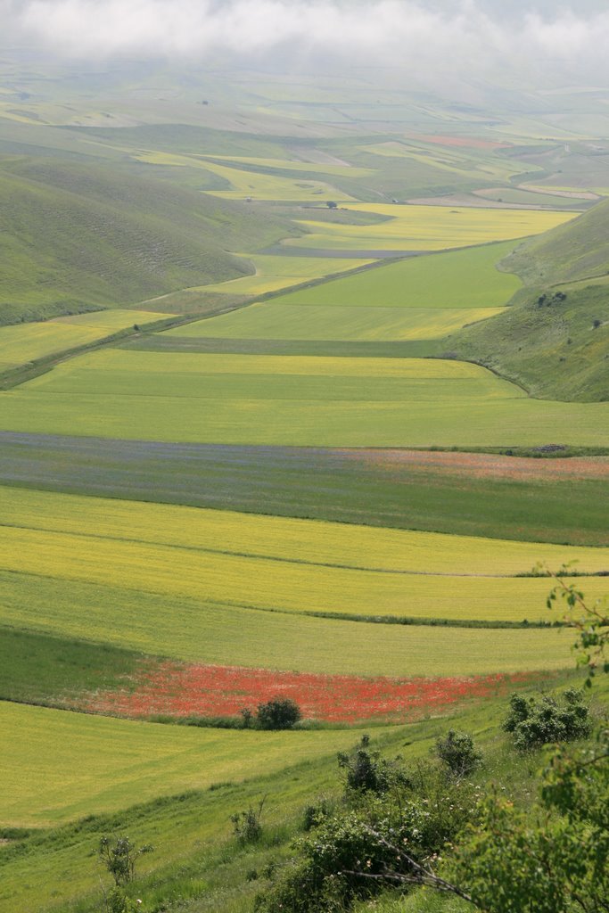 I colori delle lenticchie in fiore by © Falappa Giordano