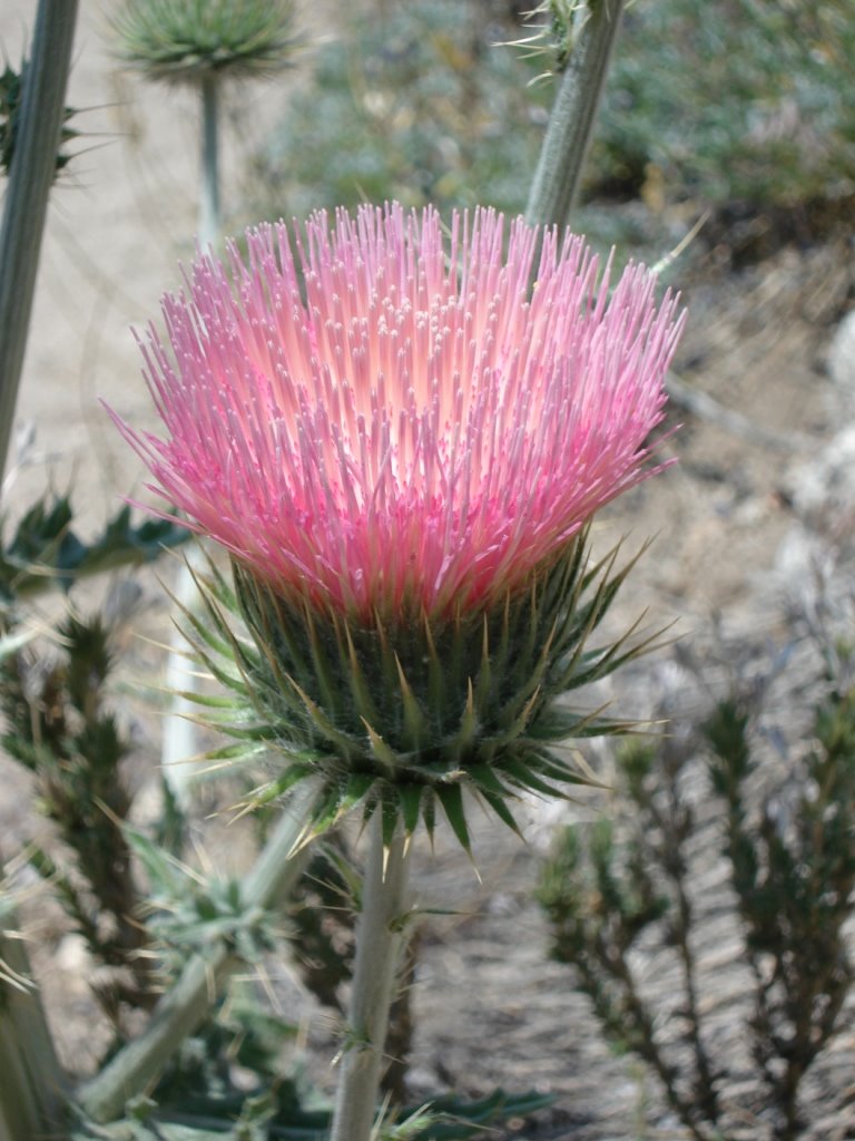 Wildflower on The North Fork Trail, 6/08 by David Husted