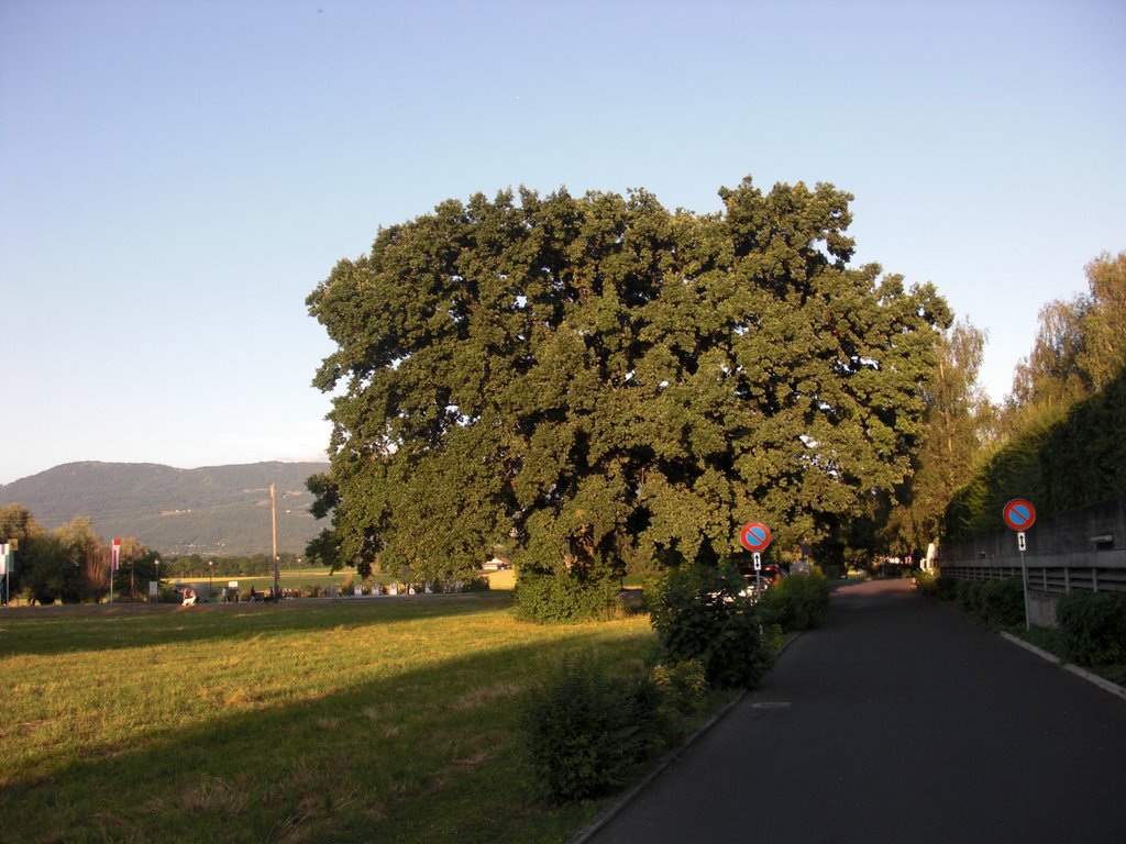 Grand Arbre de Puplinge by PP08