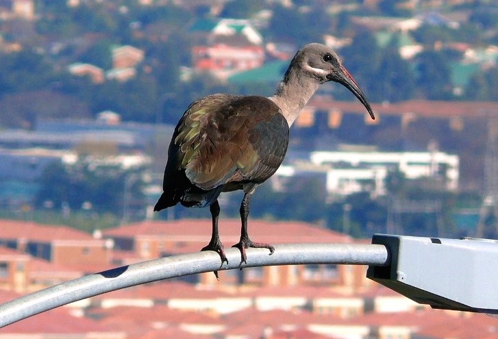 Hadida - Ibis by H.J. van Zyl