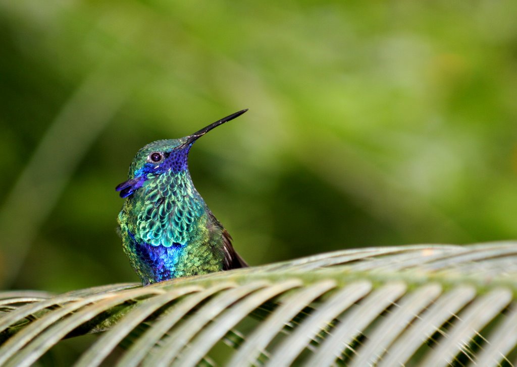 Colibri by ortelli