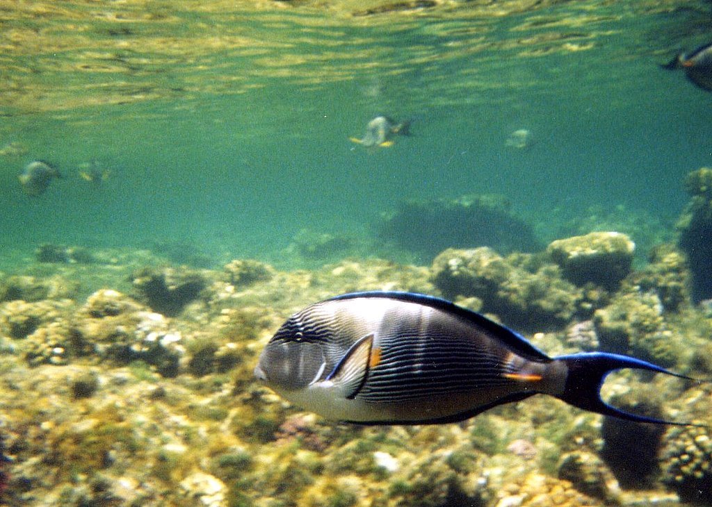 Nice underwater shoot in El Quseir by Mimmo Feminò