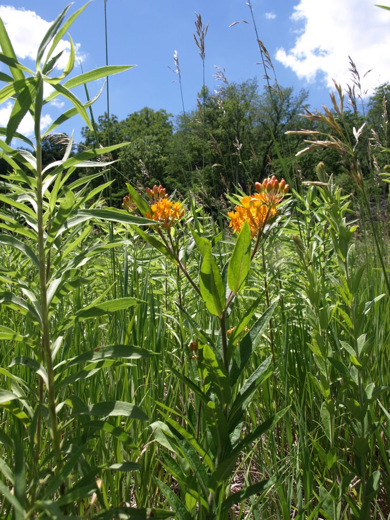 Butterfly Milkweed - Asclepias tuberosa interior by Blake Mayberry