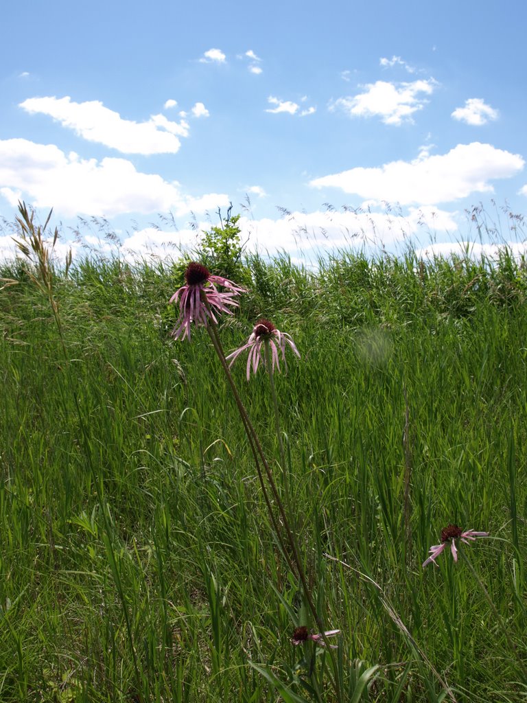 Pale Coneflower - Echinacea pallida by Blake Mayberry