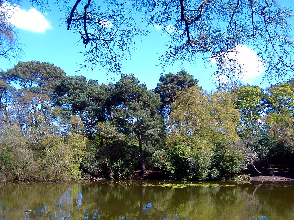 The trees at Roodee Mere in Royden Park by fastersound