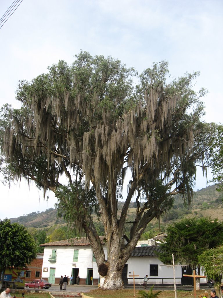 Árbol Bicentenario, Plaza de Concepción, Santander, Colombia by Silvano Pabón Villamizar