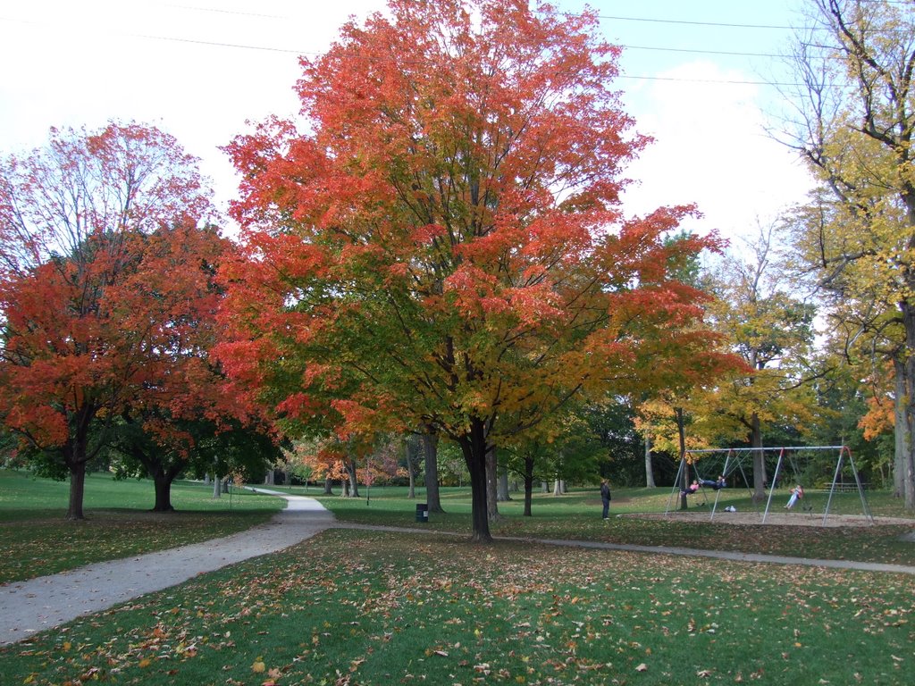 Autumn trees by marwan samman