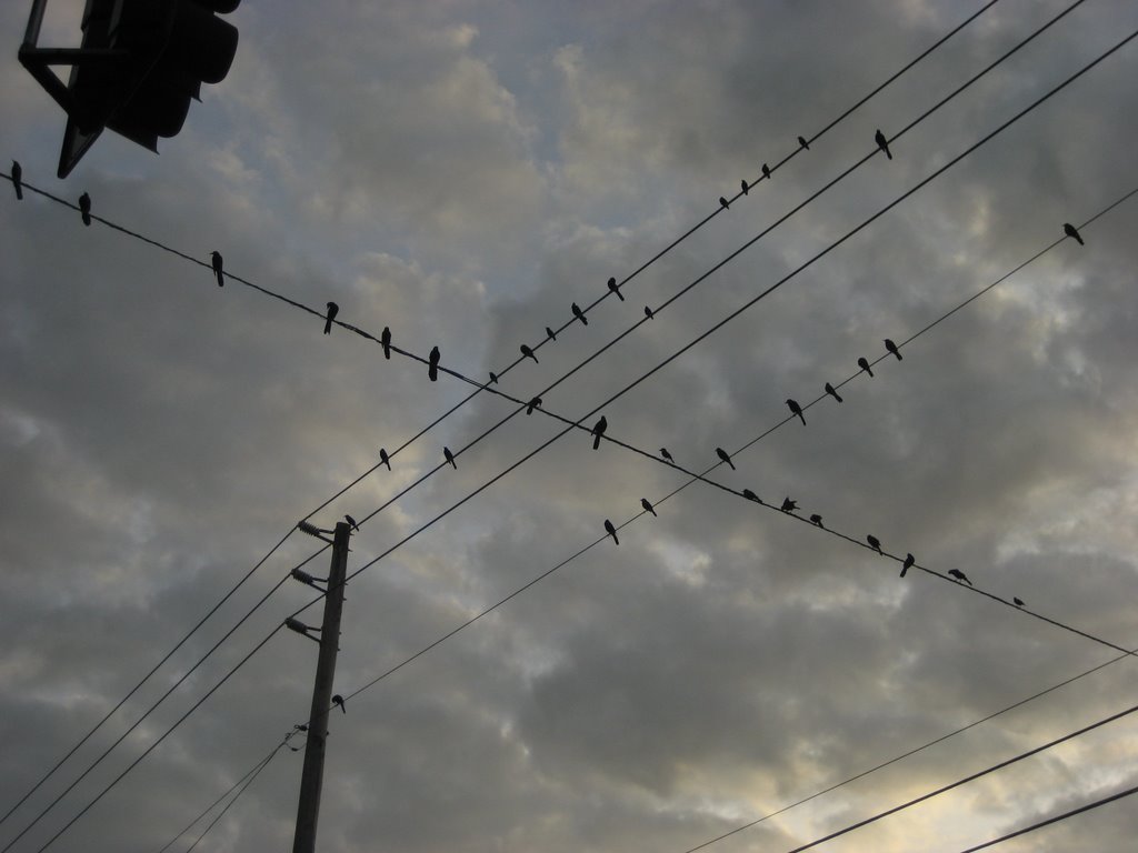 Birds at the traffic light by cwmsmiley