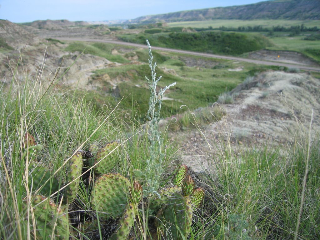 Summer in the Badlands North of Drumheller AB by David Cure-Hryciuk