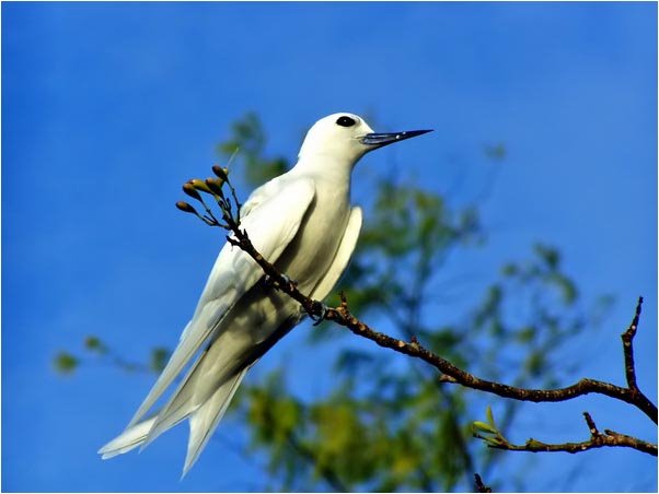 Fairy Tern on the tree,2005 by Tianzhan