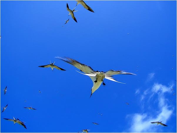 Hoverying Sooty Tern,2004 by Tianzhan