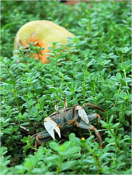 A Crab in grass,2005 by Tianzhan