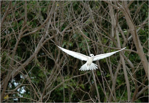 The hovering tern,2005 by Tianzhan